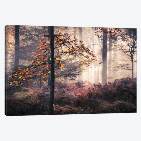 Autumn Leaves In Foggy Forest Canvas Print #RVS7} by Rob Visser Canvas Art