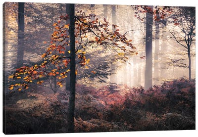 Autumn Leaves In Foggy Forest Canvas Art Print - Rob Visser