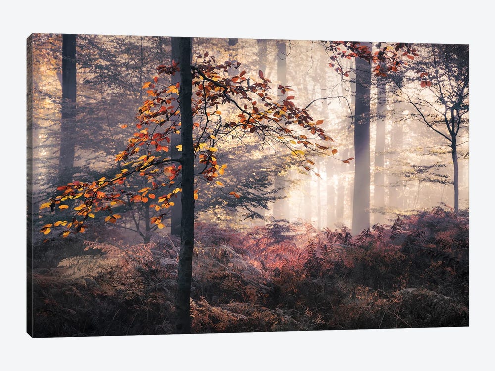 Autumn Leaves In Foggy Forest by Rob Visser 1-piece Canvas Wall Art