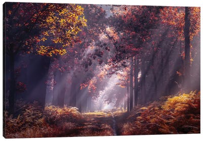 Strings Of Autumn Canvas Art Print - Atmospheric Photography