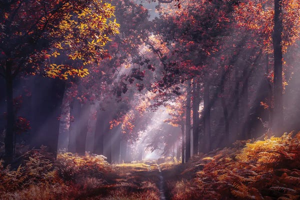 Atmospheric Photography: Strings Of Autumn by Rob Visser
