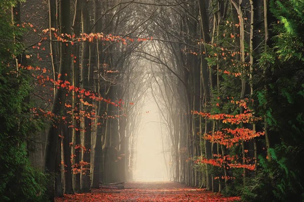 Mist & Fog: Change Of Seasons by Rob Visser