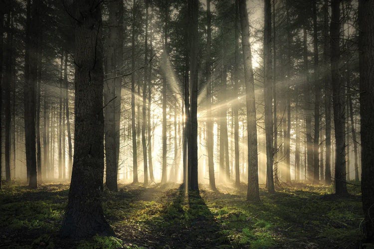 Sunrays Blasting Through A Forest