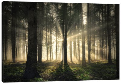 Sunrays Blasting Through A Forest Canvas Art Print - Rob Visser