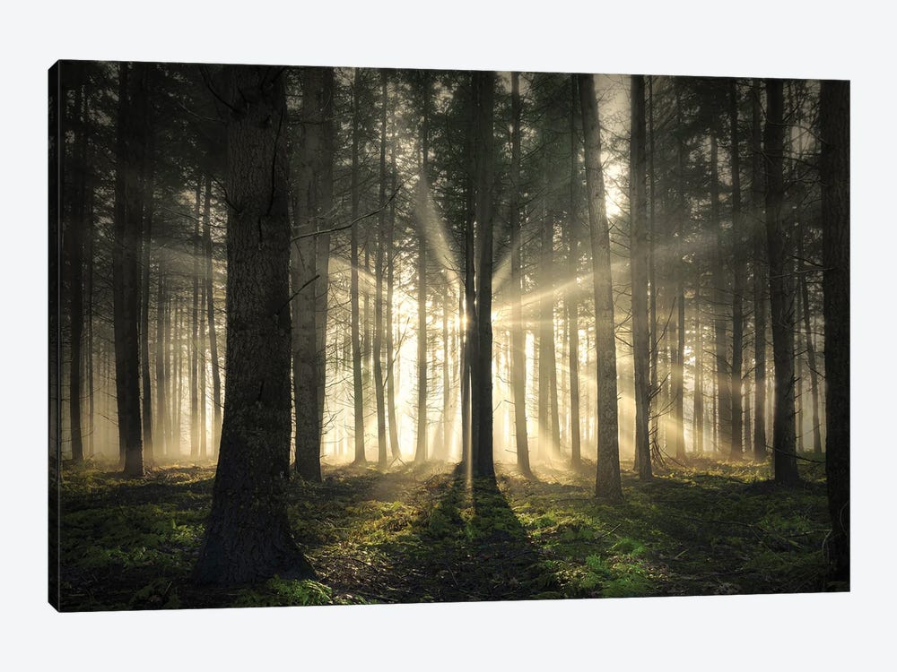 Sunrays Blasting Through A Forest by Rob Visser 1-piece Canvas Artwork