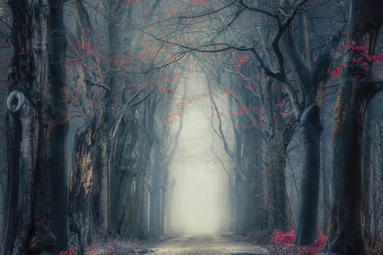Mysterious Misty Forest by Rob Visser wall art