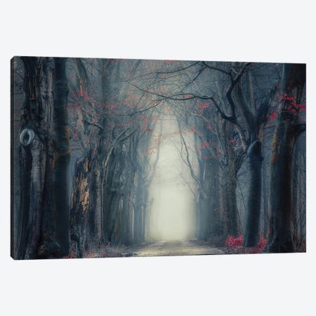 Mysterious Misty Forest Canvas Print #RVS83} by Rob Visser Canvas Print