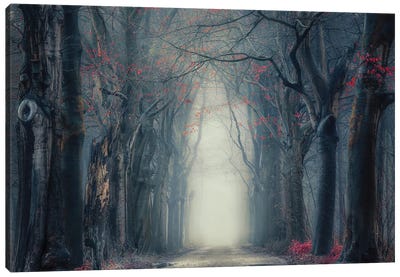 Mysterious Misty Forest Canvas Art Print - Rob Visser