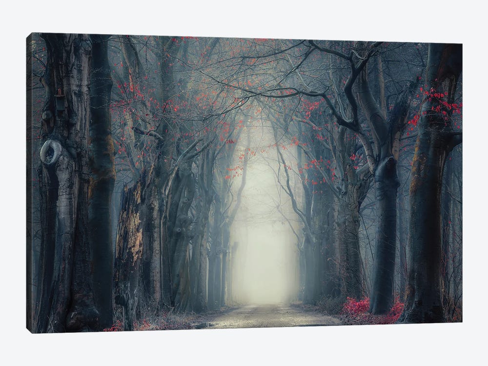 Mysterious Misty Forest by Rob Visser 1-piece Canvas Print