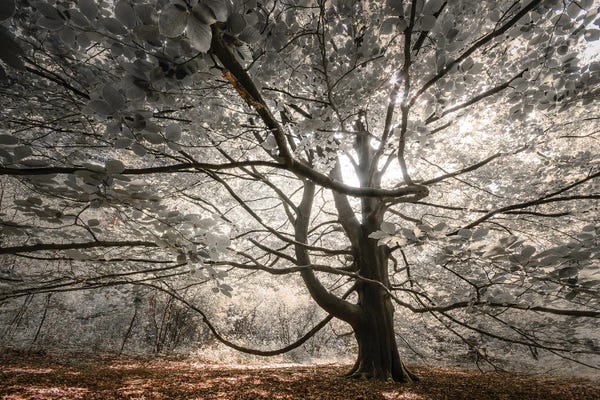 Mist & Fog: Silver Leaves by Rob Visser