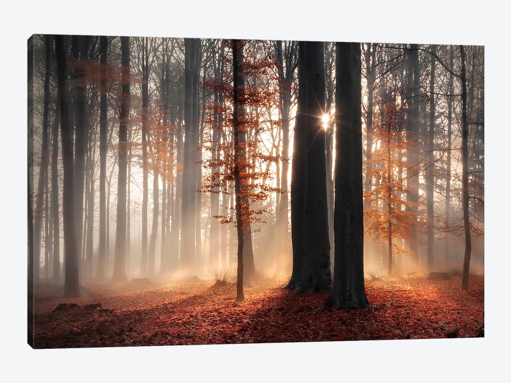 Sunlight In Misty Fall Forest Canvas Art Print by Rob Visser | iCanvas