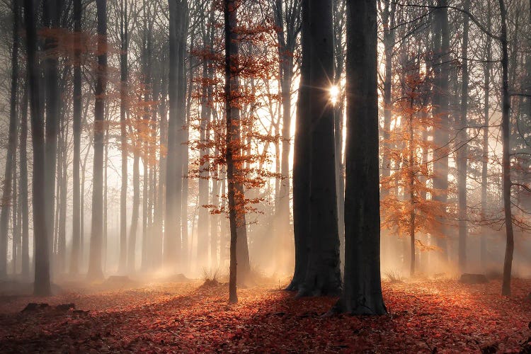 Sunlight In Misty Fall Forest