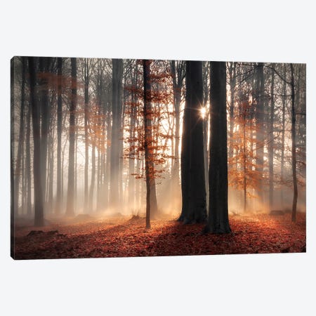 Sunlight In Misty Fall Forest Canvas Print #RVS85} by Rob Visser Canvas Wall Art