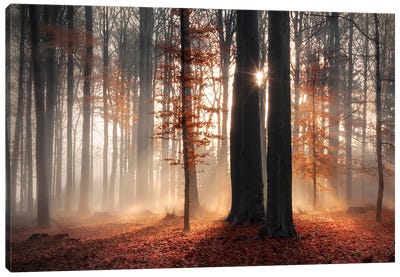Sunlight In Misty Fall Forest Canvas Art Print - Atmospheric Photography