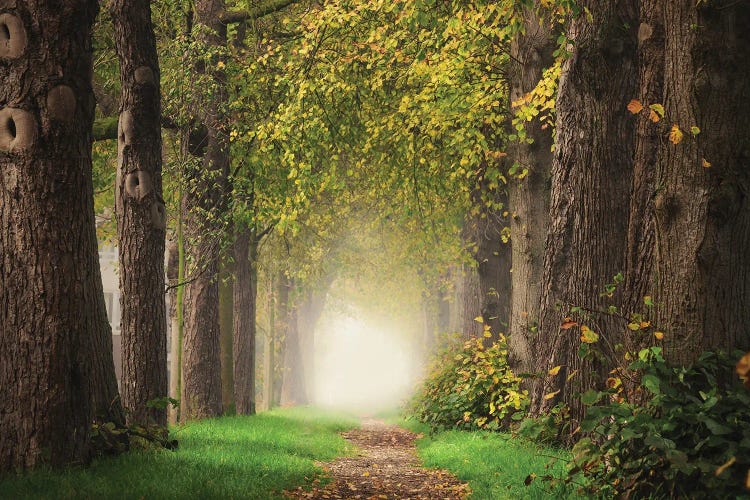 Misty Forest Path