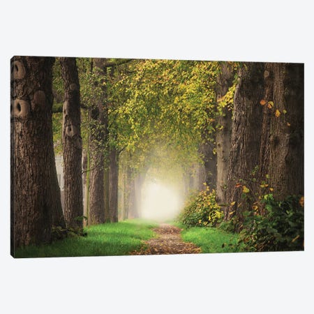 Misty Forest Path Canvas Print #RVS86} by Rob Visser Canvas Wall Art