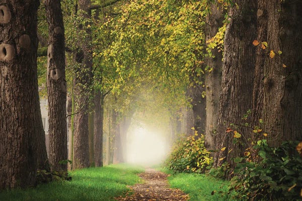 Mist & Fog: Misty Forest Path by Rob Visser