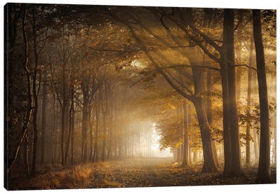Golden Sunrays In A Forest Canvas Art Print - Trail, Path & Road Art