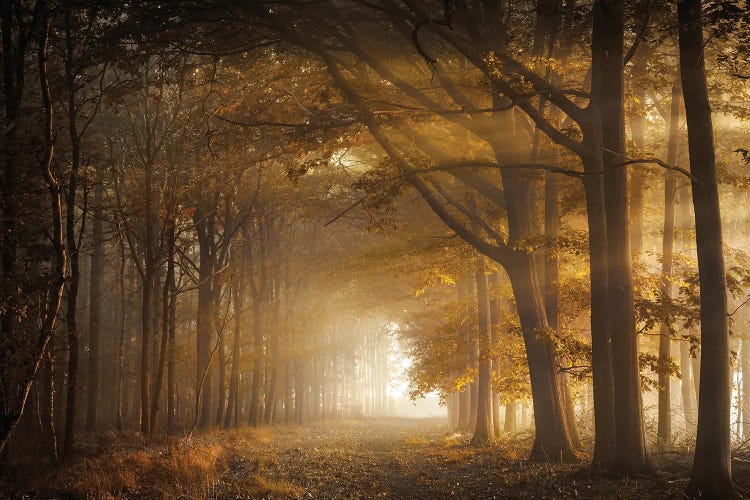 Golden Sunrays In A Forest