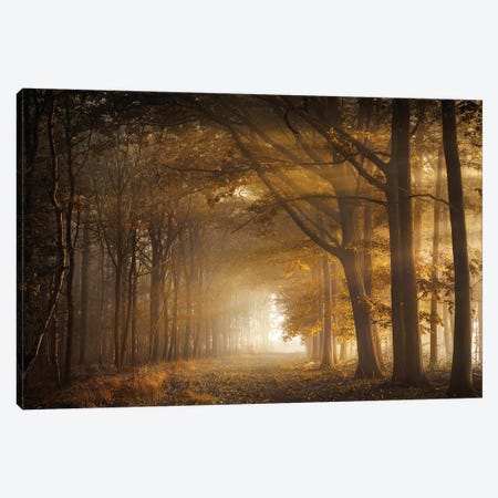 Golden Sunrays In A Forest Canvas Print #RVS88} by Rob Visser Canvas Art Print