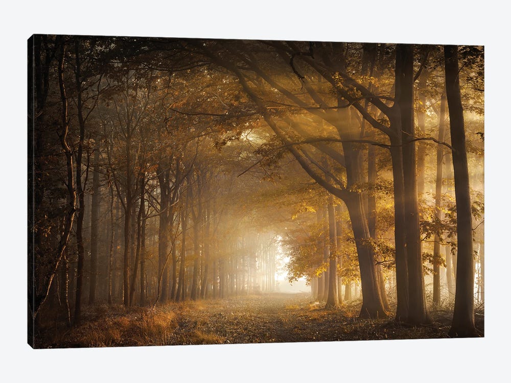 Golden Sunrays In A Forest by Rob Visser 1-piece Canvas Wall Art