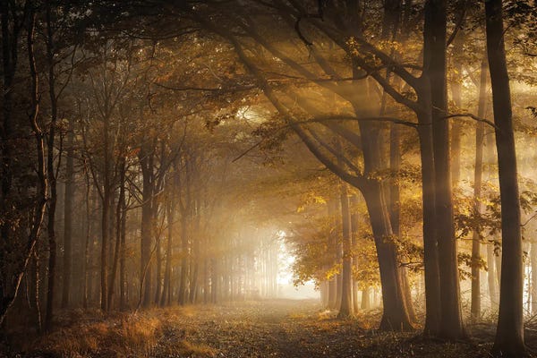 Trails, Paths & Roads: Golden Sunrays In A Forest by Rob Visser