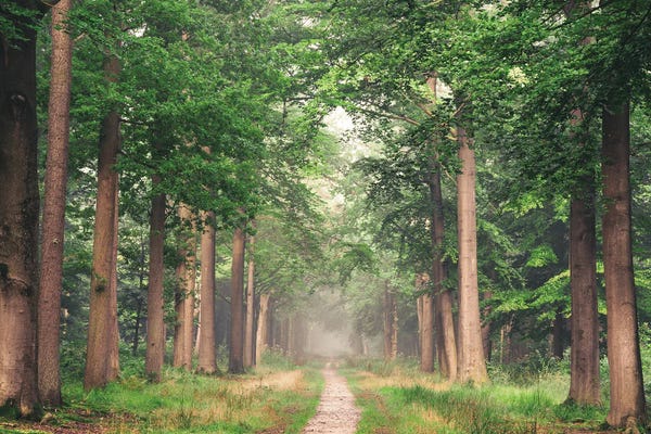 Mist & Fog: Dutch Jungle by Rob Visser