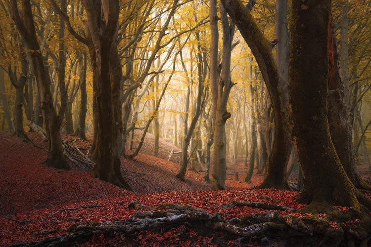 Autumn Roots At Speulderbos