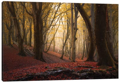 Autumn Roots At Speulderbos Canvas Art Print - Rob Visser