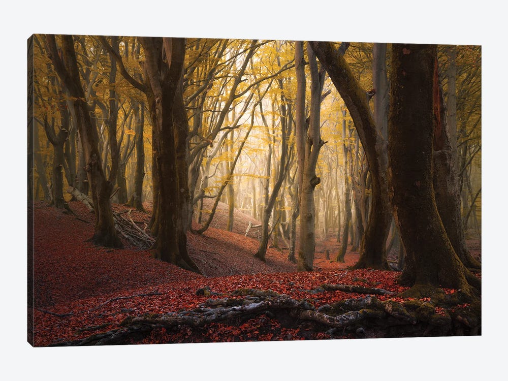 Autumn Roots At Speulderbos by Rob Visser 1-piece Canvas Print