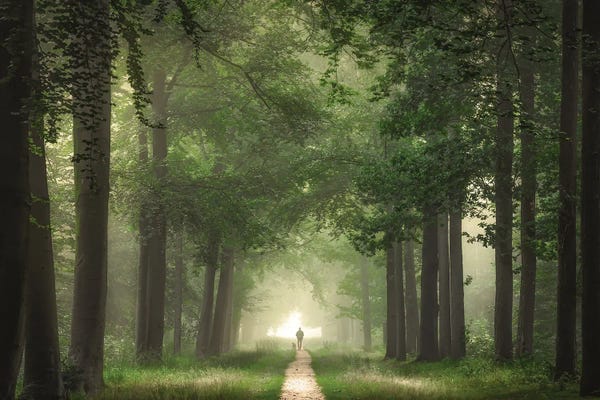 Large Photography - Canvas Prints: A Man In A Forest by Rob Visser