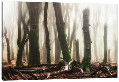 Woods Canvas Art Print - Rob Visser