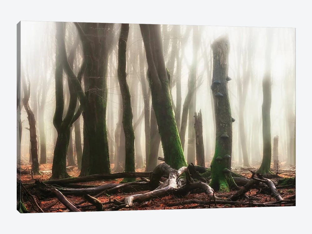 Woods by Rob Visser 1-piece Canvas Art