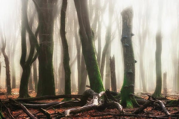 Mist & Fog: Woods by Rob Visser