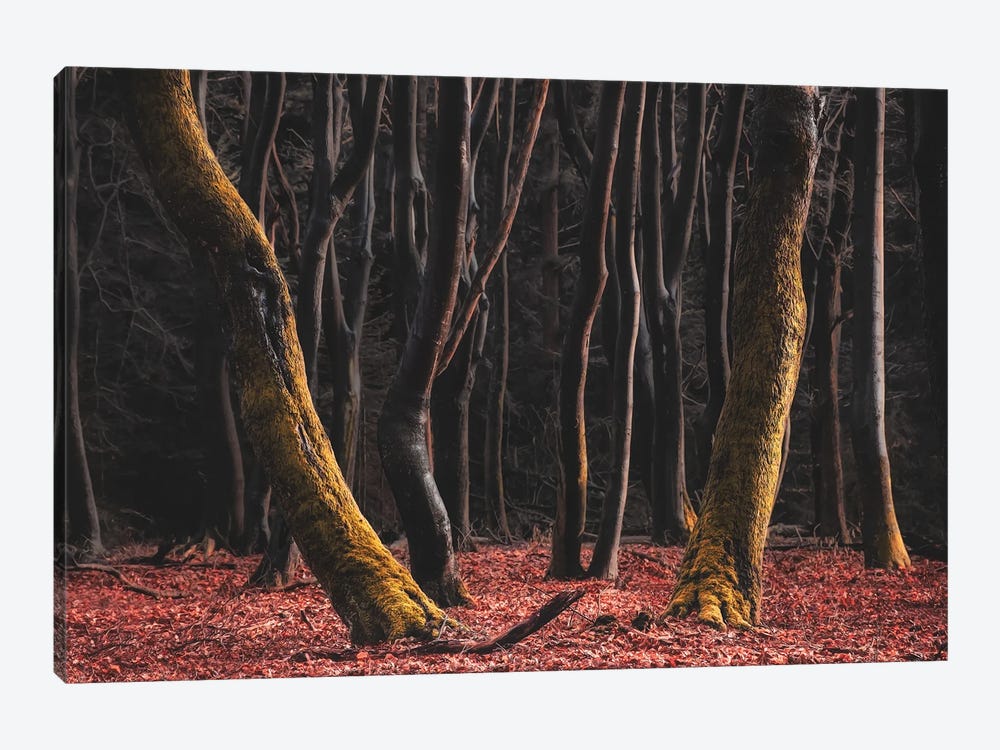 Dancing At The Speulderbos by Rob Visser 1-piece Canvas Art Print