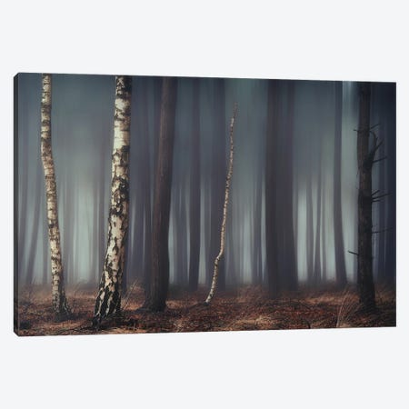 Birches In The Dark Canvas Print #RVS93} by Rob Visser Canvas Wall Art