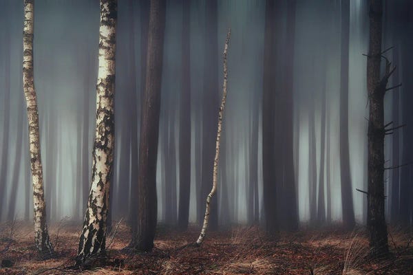 Mist & Fog: Birches In The Dark by Rob Visser