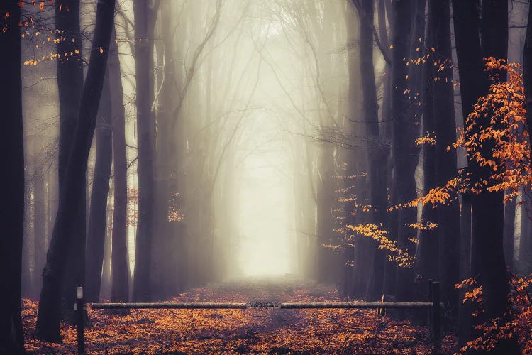 Thick Foggy Autumn