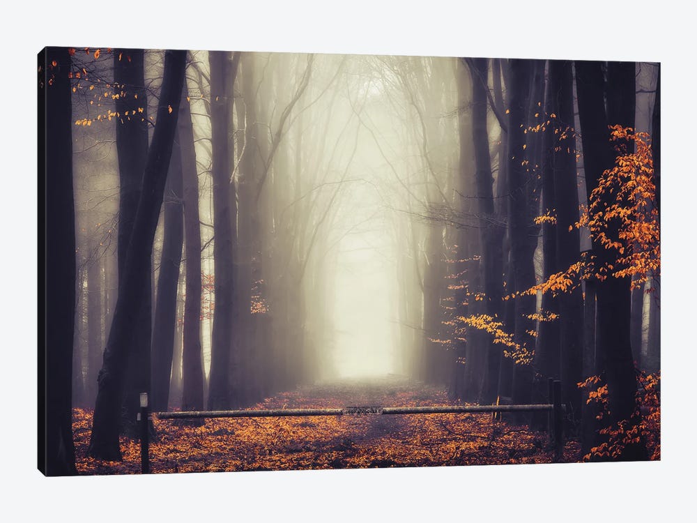 Thick Foggy Autumn by Rob Visser 1-piece Canvas Print