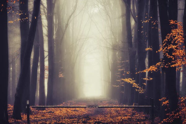 Thick Foggy Autumn