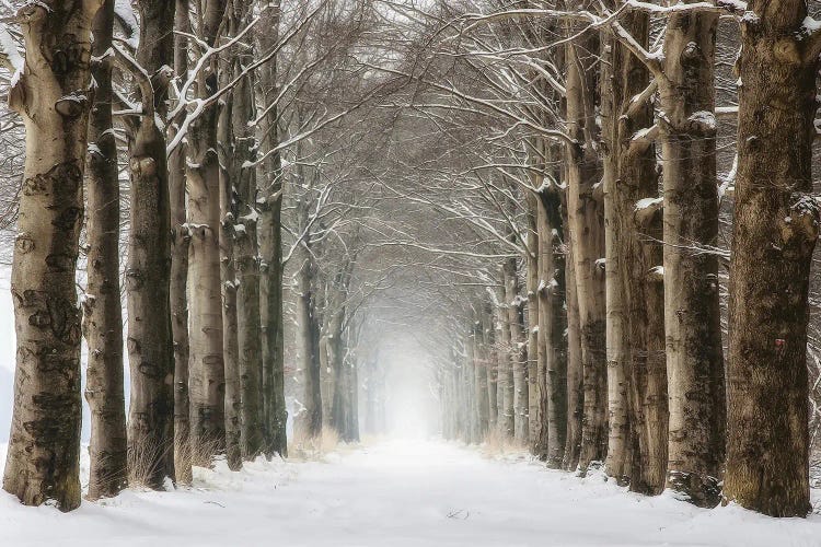 Snowy Tree Tunnel