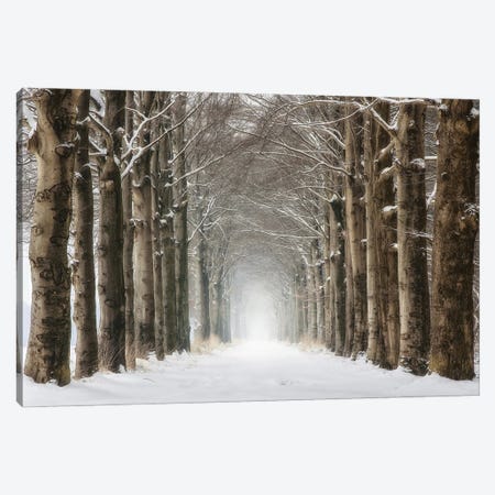 Snowy Tree Tunnel Canvas Print #RVS95} by Rob Visser Art Print