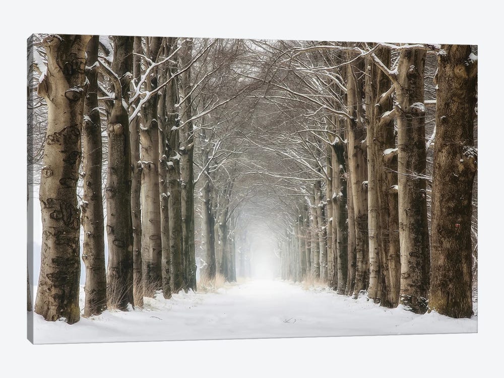 Snowy Tree Tunnel by Rob Visser 1-piece Canvas Artwork