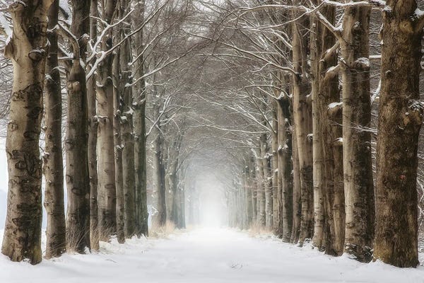 Rustic Winter: Snowy Tree Tunnel by Rob Visser