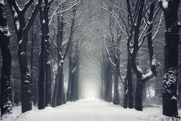 Snowy Forest Road by Rob Visser wall art