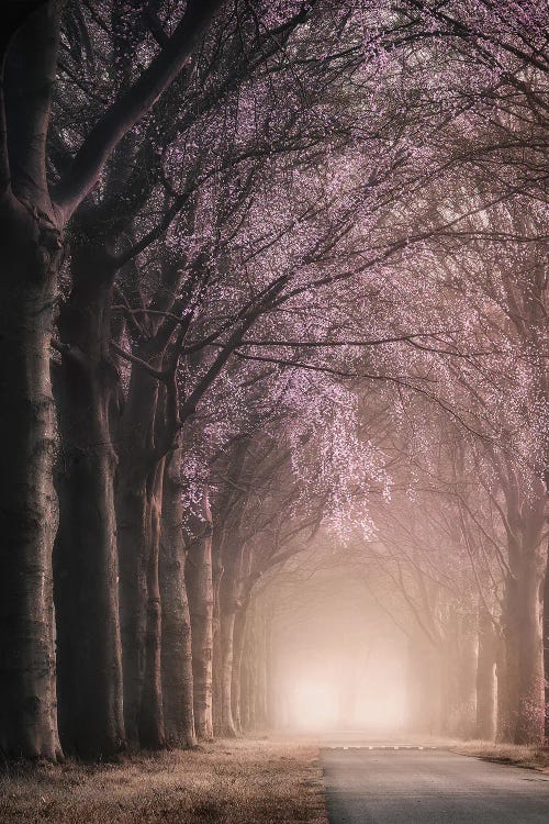 Magical Pink by Rob Visser wall art