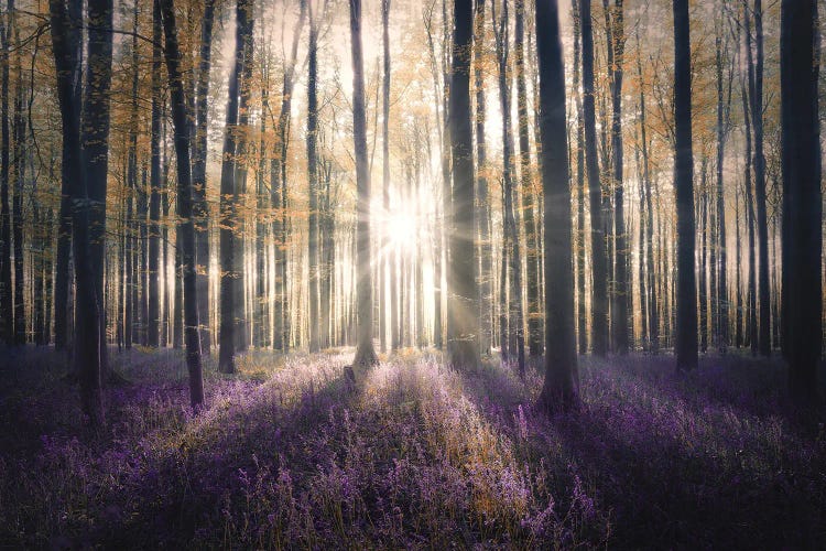 Magical Hallerbos Belgium by Rob Visser wall art