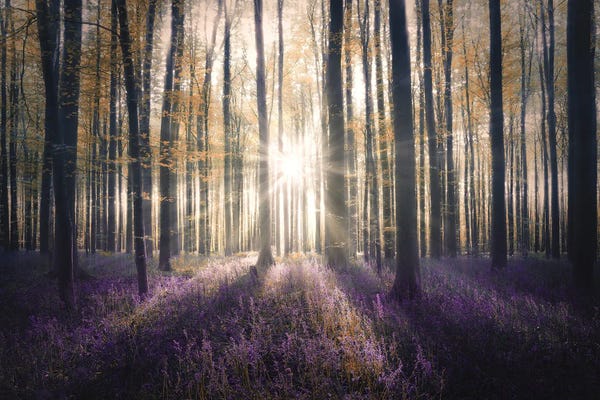 Belgium: Magical Hallerbos Belgium by Rob Visser