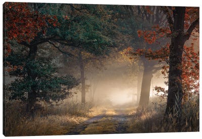 Beginning Of Autumn In A Foggy Forest Canvas Art Print - Photography Art