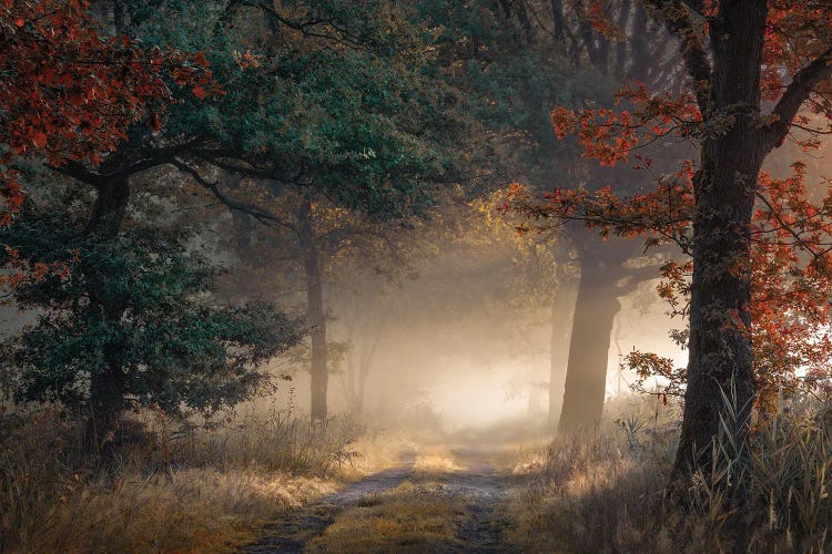 Beginning Of Autumn In A Foggy Forest